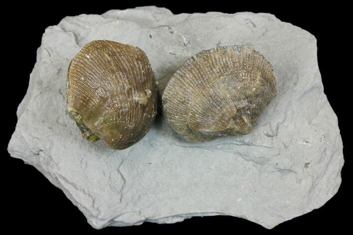 Multiple Fossil Brachiopod (Hebertella) Plate - Kentucky #136604